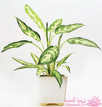 چه گلهايي را مشناسيم؟ 